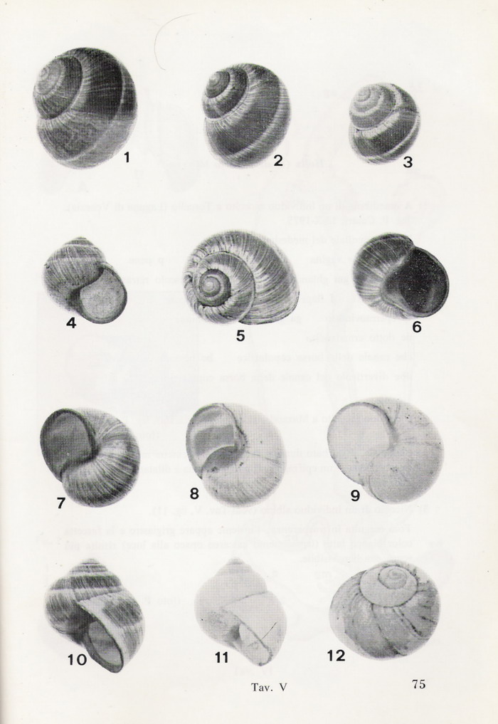 Cepaea?